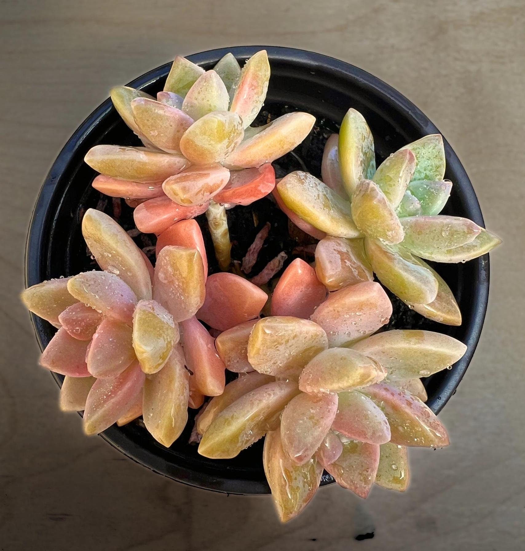 ghost plant succulent for sale Elegant Graptopetalum 'Ghost Plant' – Little Garden SF
