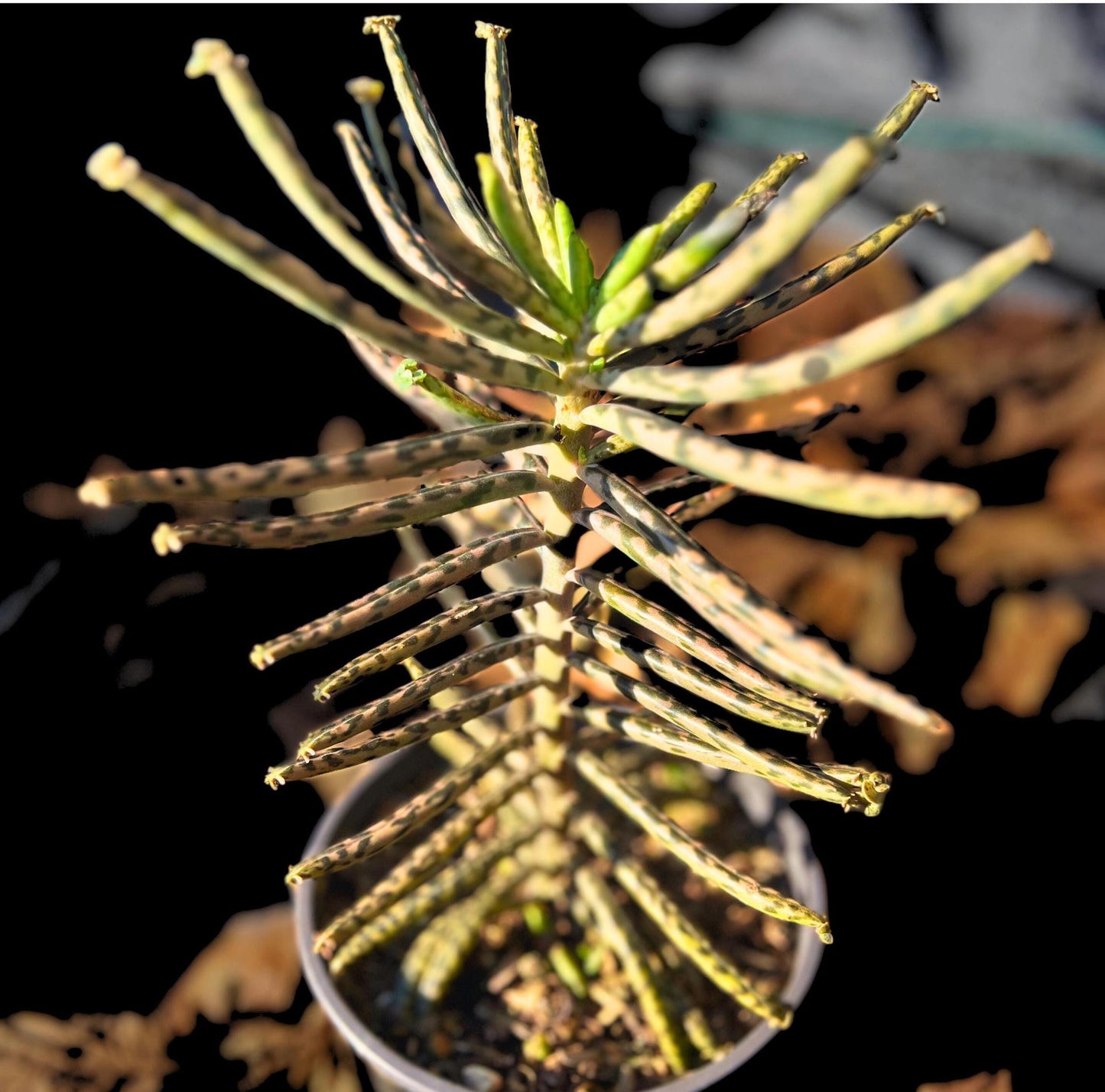 Chandelier Plant - Kalanchoes Tubiflora Delagoensis Succulent Mother of Thousands Mother of Millions Maternity Plant Bryophyllum Tubiflorum