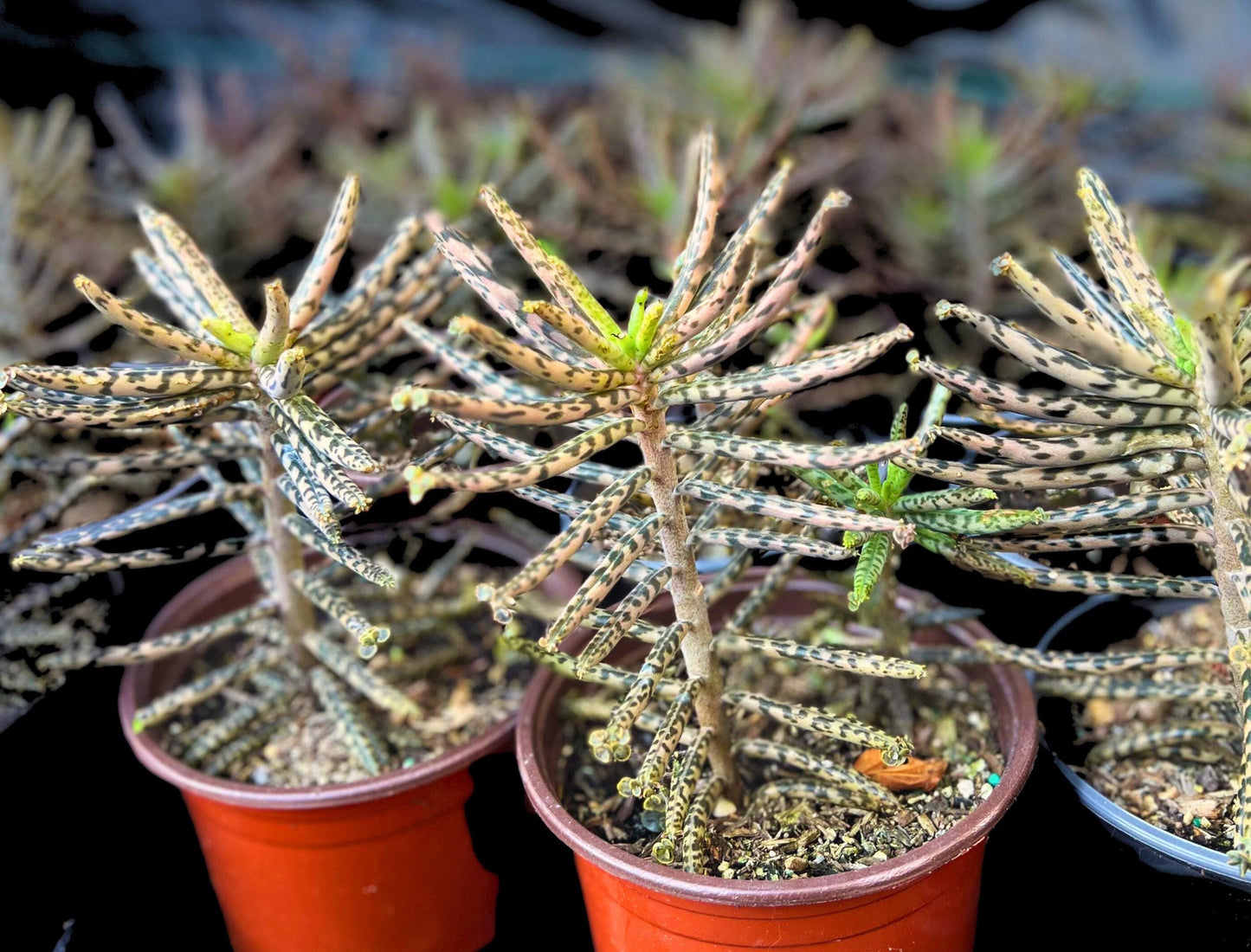 Chandelier Plant - Kalanchoes Tubiflora Delagoensis Succulent Mother of Thousands Mother of Millions Maternity Plant Bryophyllum Tubiflorum
