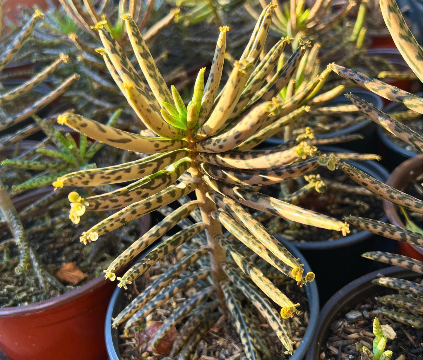 Chandelier Plant - Kalanchoes Tubiflora Delagoensis Succulent Mother of Thousands Mother of Millions Maternity Plant Bryophyllum Tubiflorum