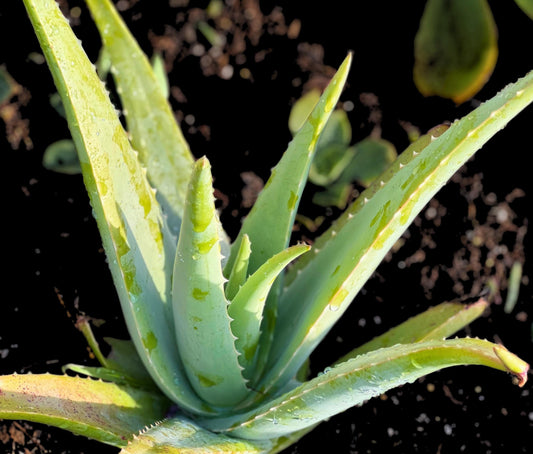 Aloe Vera Plant Live 8"-10" (bare plant)