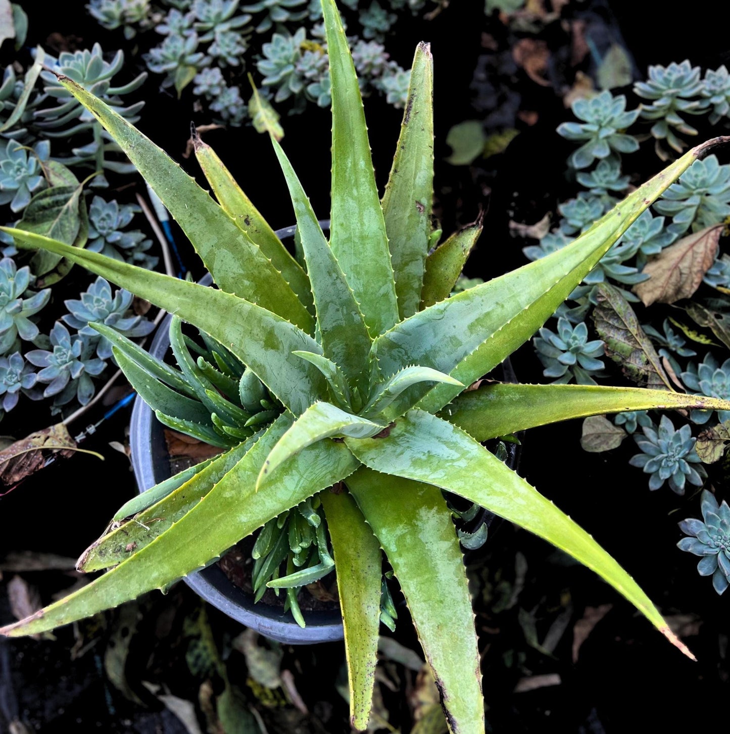 Aloe Vera Plant Live 8"-10" (bare plant)