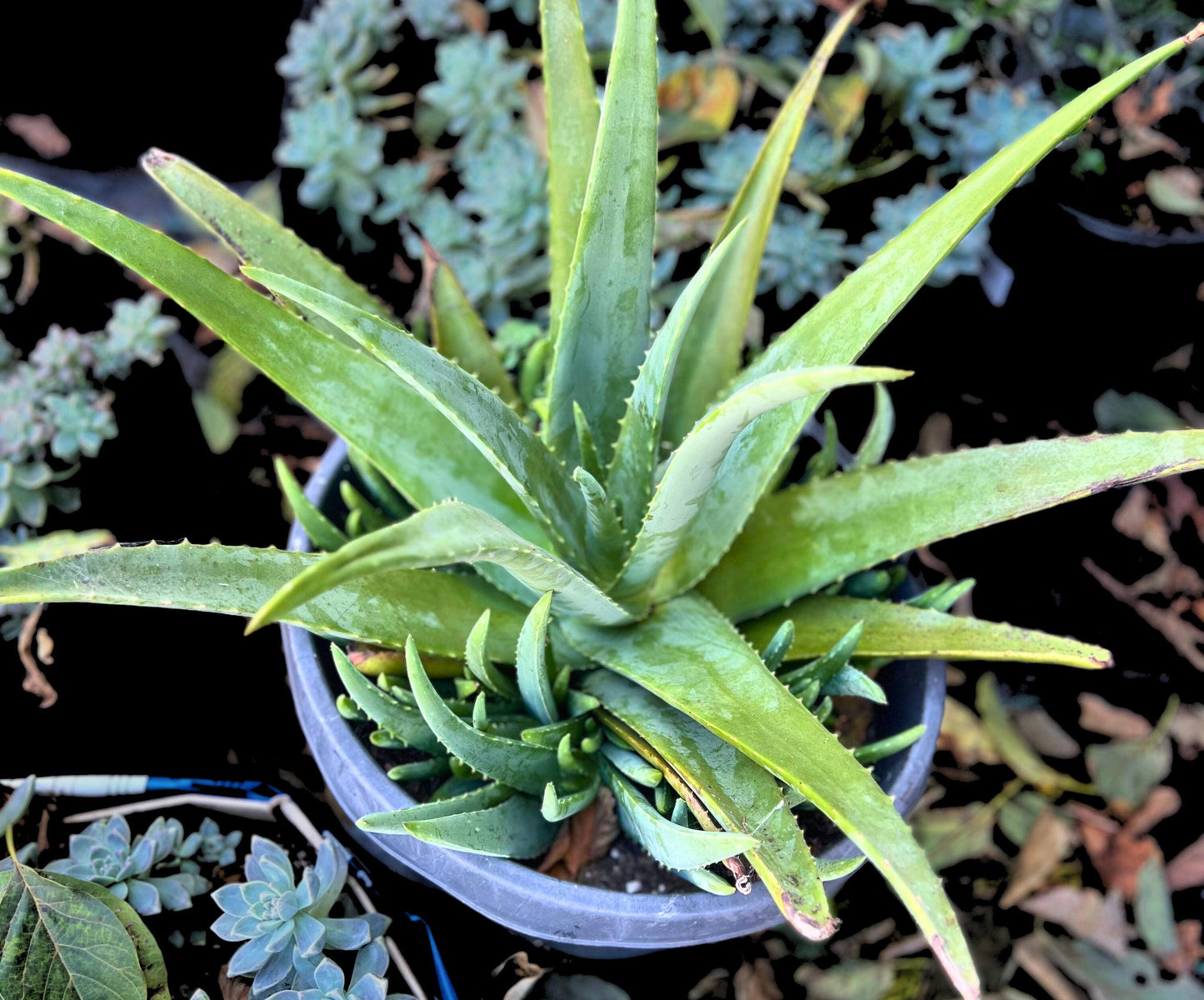Aloe Vera Plant Live 8"-10" (bare plant)