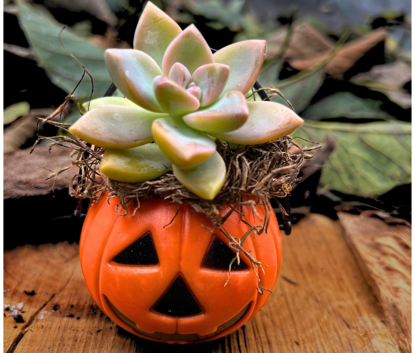 Cute Miniature Unique Seasonal Halloween Plants