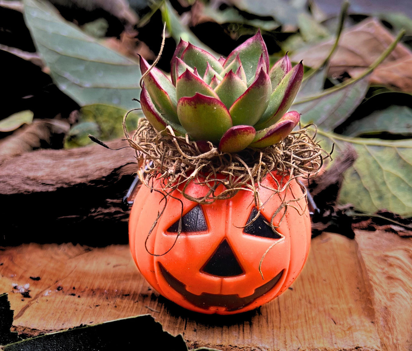 Cute Miniature Unique Seasonal Halloween Plants