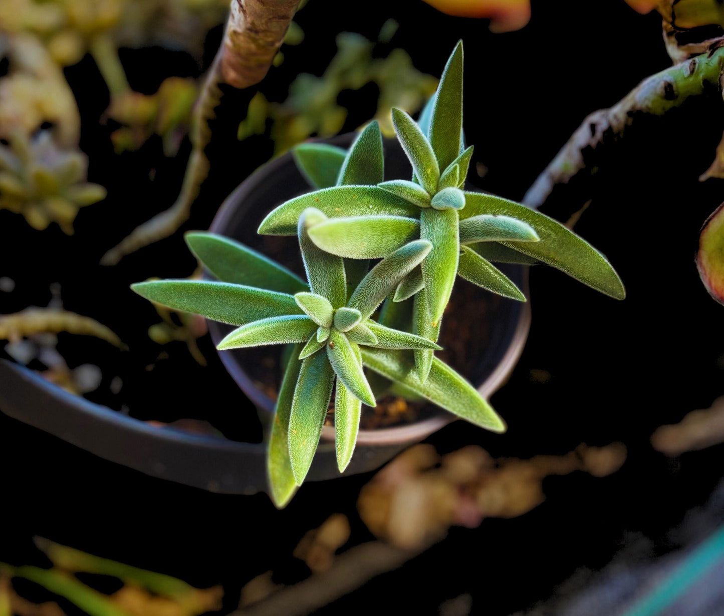 Charming Crassula Tenelli Succulent