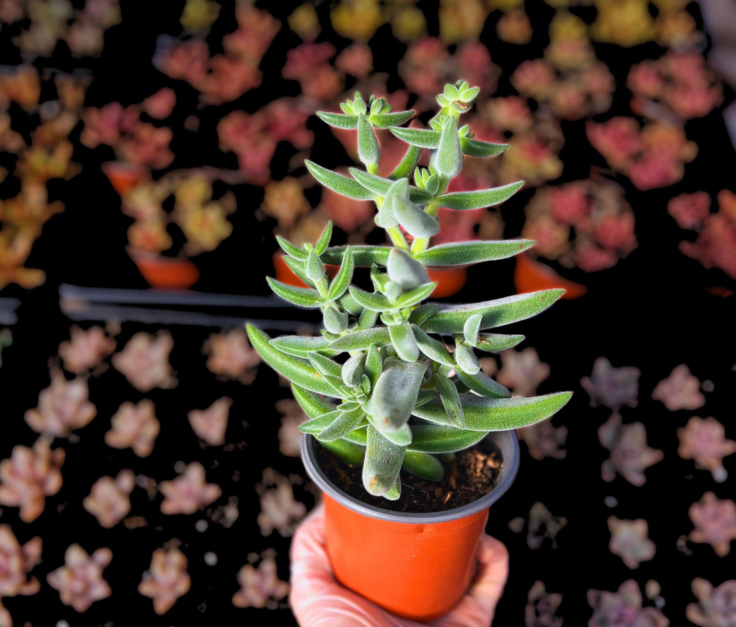Charming Crassula Tenelli Succulent