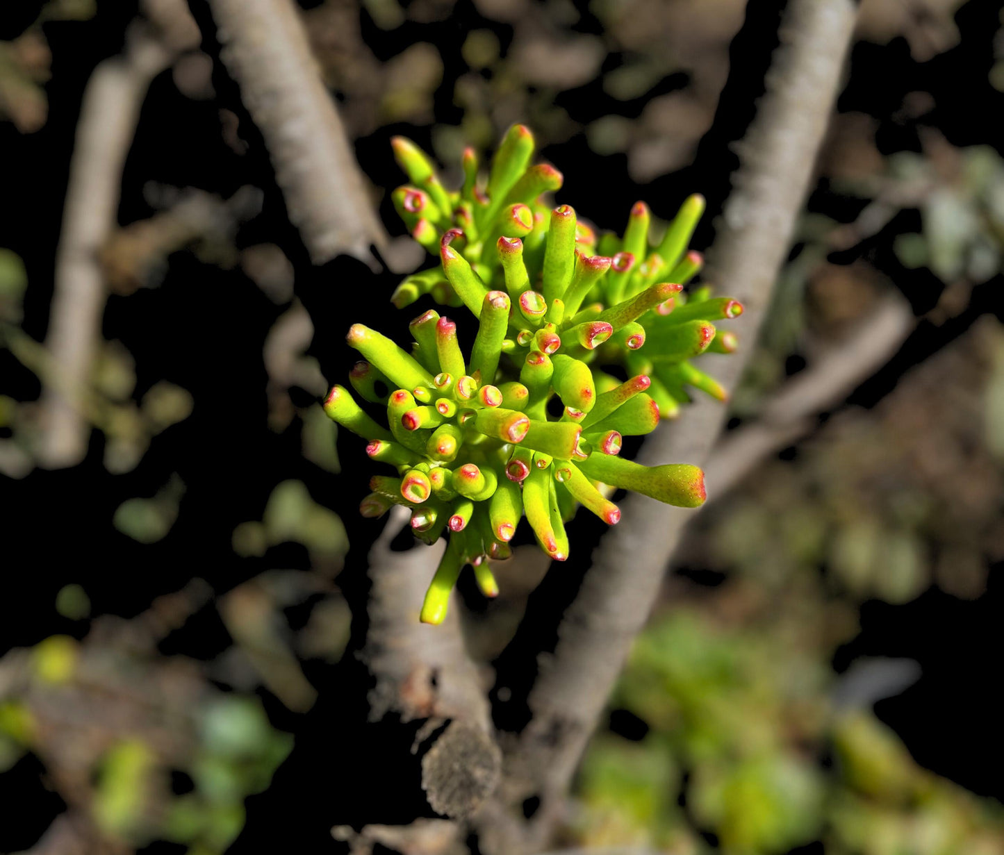 Crassula Ovata Gollum Jade 'Shrek Ears' Plant