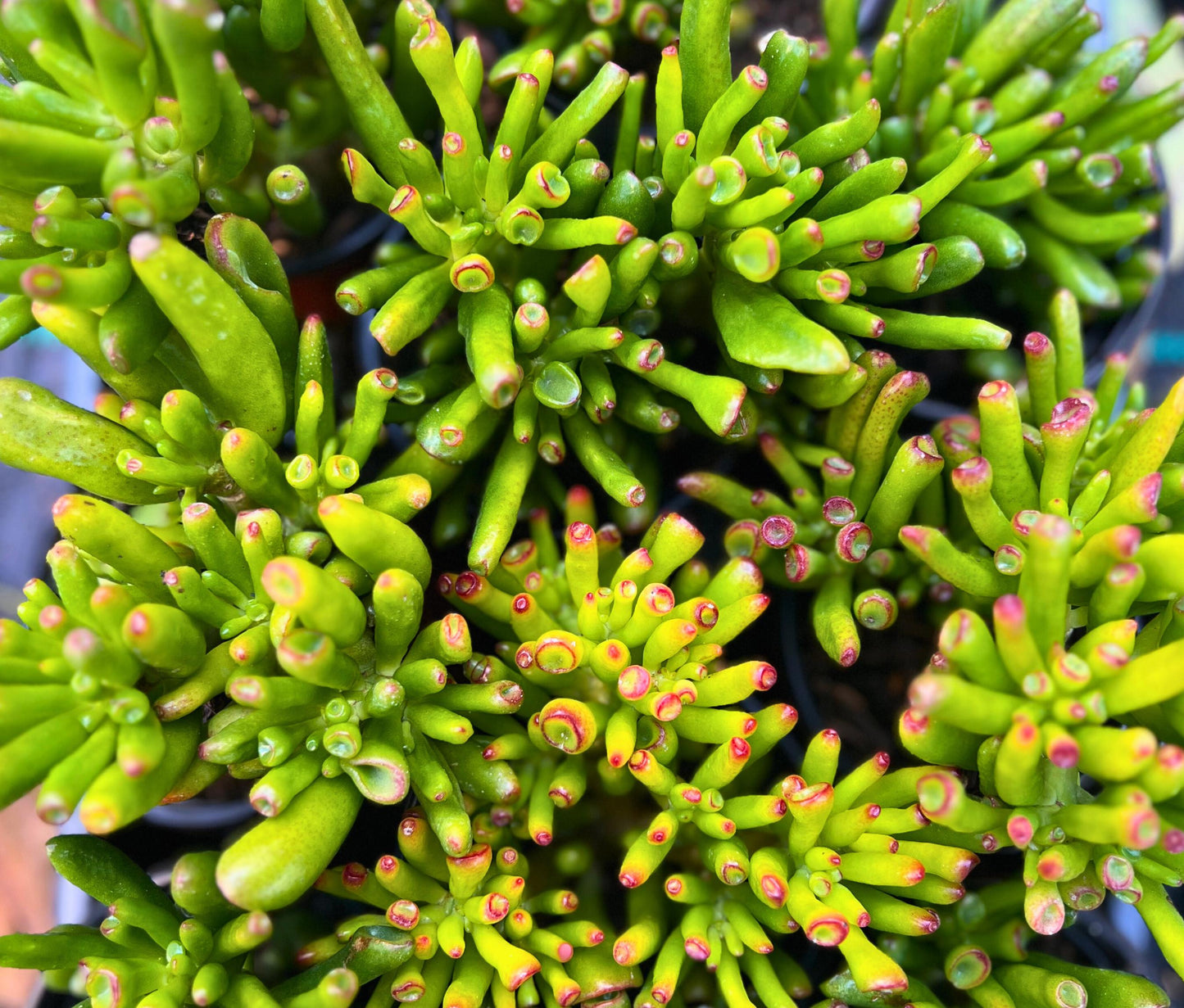 Crassula Ovata Gollum Jade 'Shrek Ears' Plant