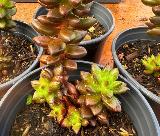 Adorable Jet Beads Sedeveria Succulent