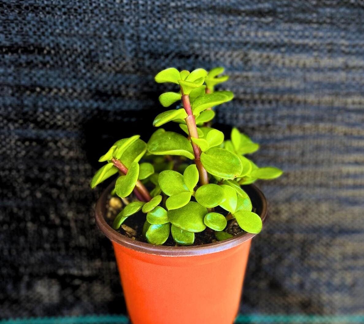 Mini Elephant Bush Succulent- Variegated Elephant Bush in 4" Pot