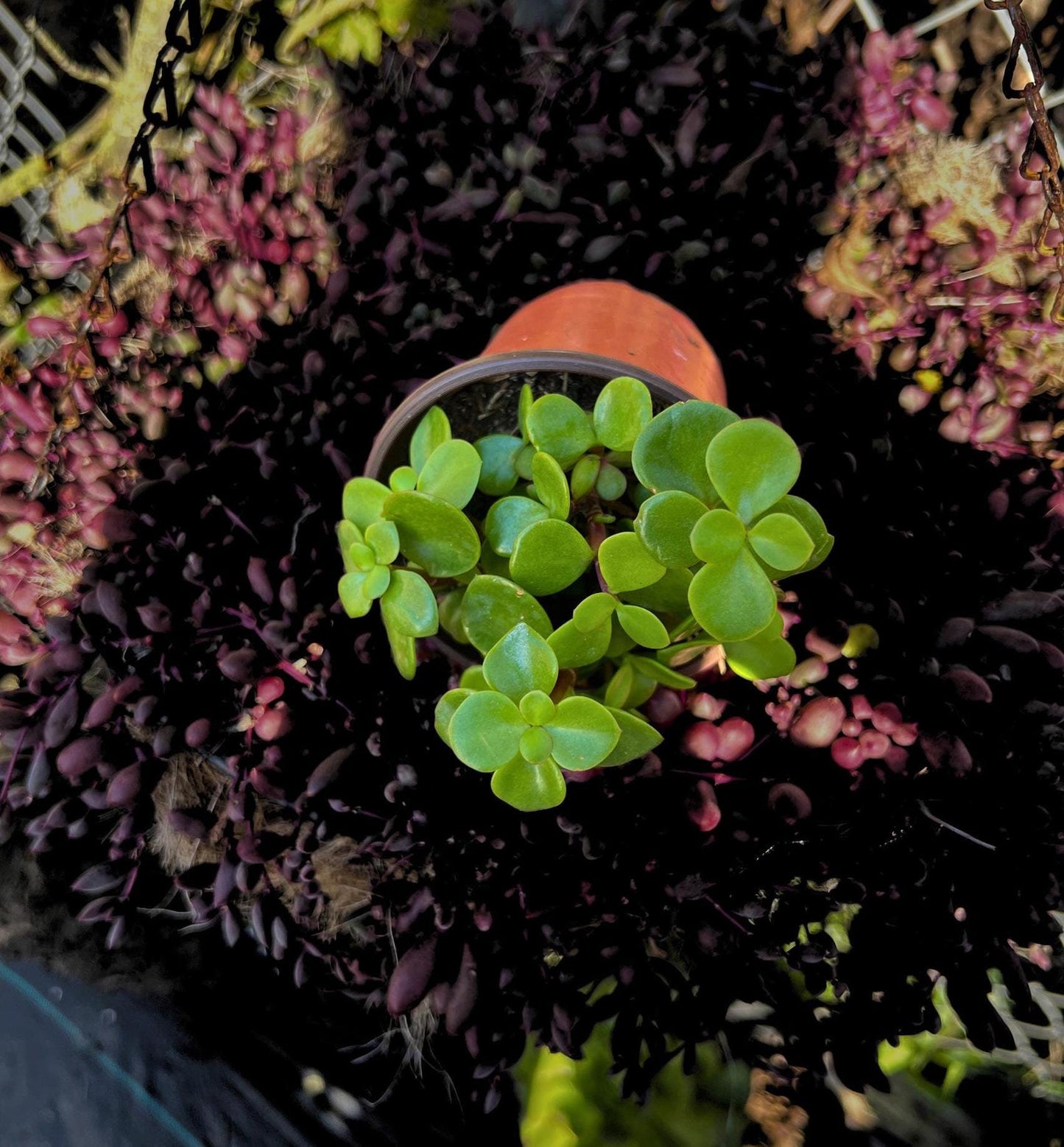 Mini Elephant Bush Succulent- Variegated Elephant Bush in 4" Pot