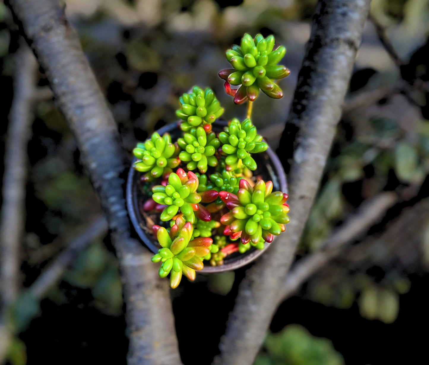 Cute Pork and Beans Succulent