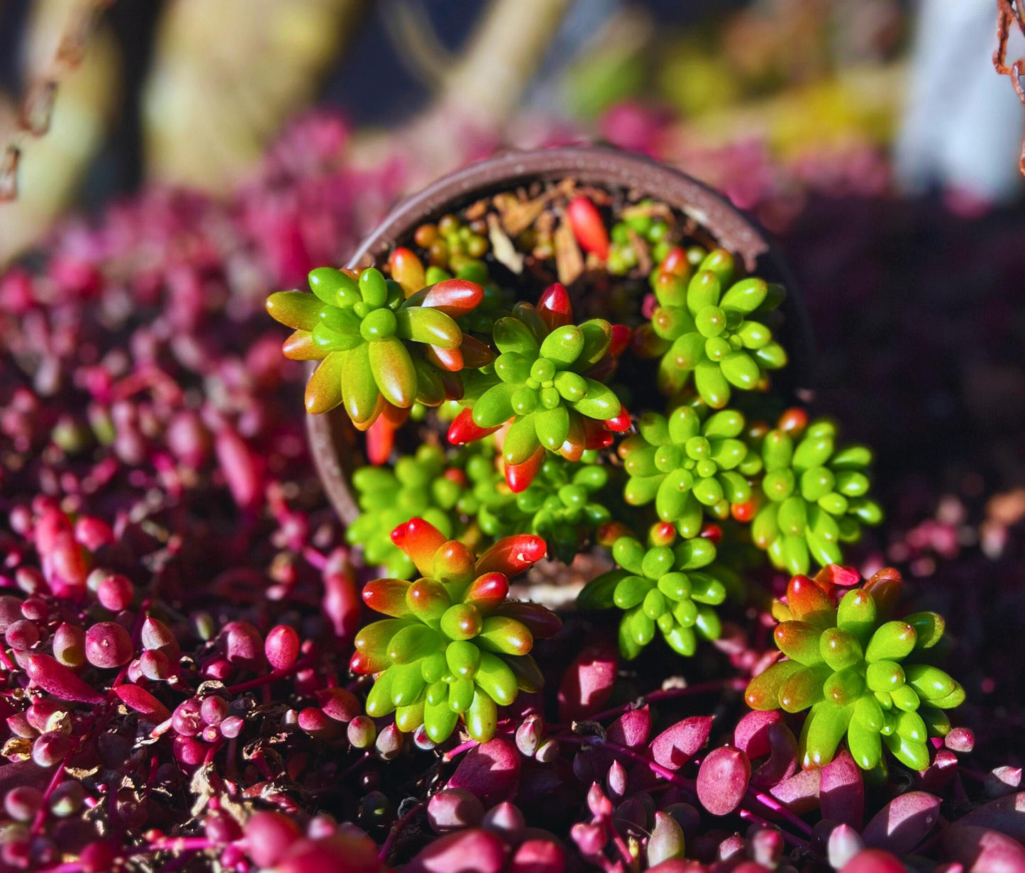Cute Pork and Beans Succulent