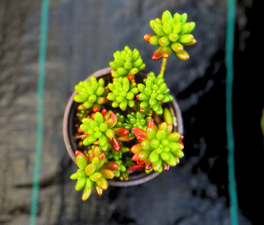 Cute Pork and Beans Succulent
