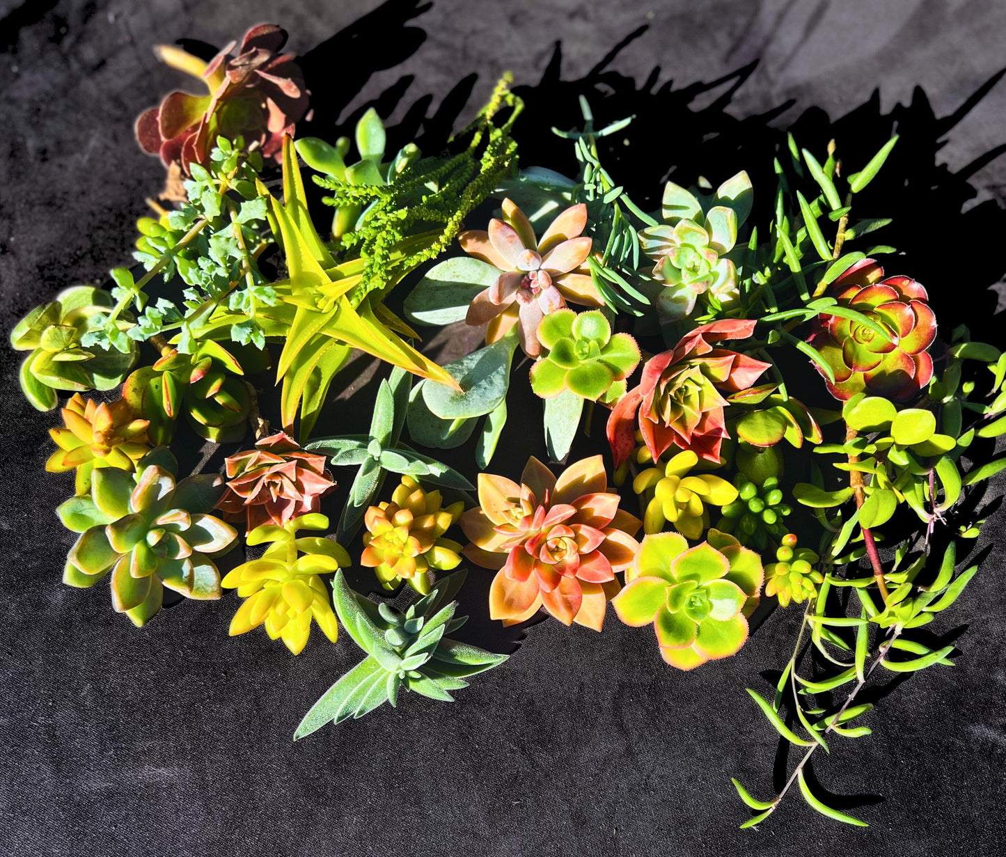 Vibrant 30 Assorted Succulent Cuttings