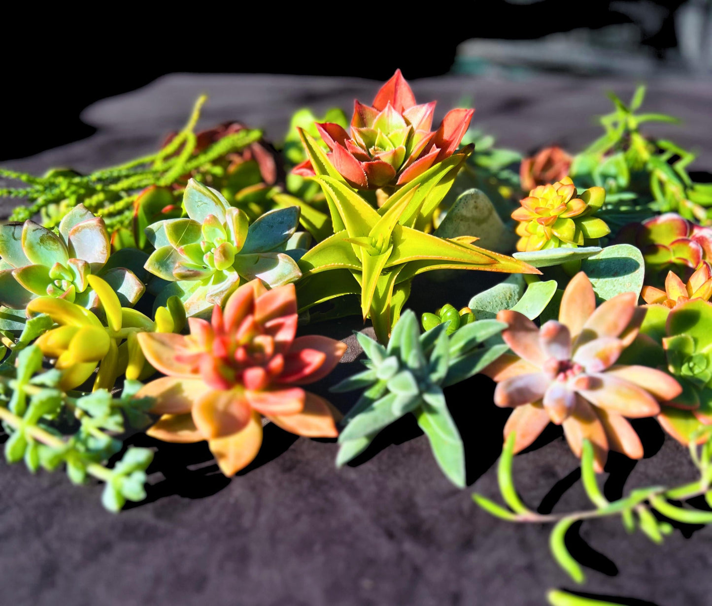 Vibrant 30 Assorted Succulent Cuttings