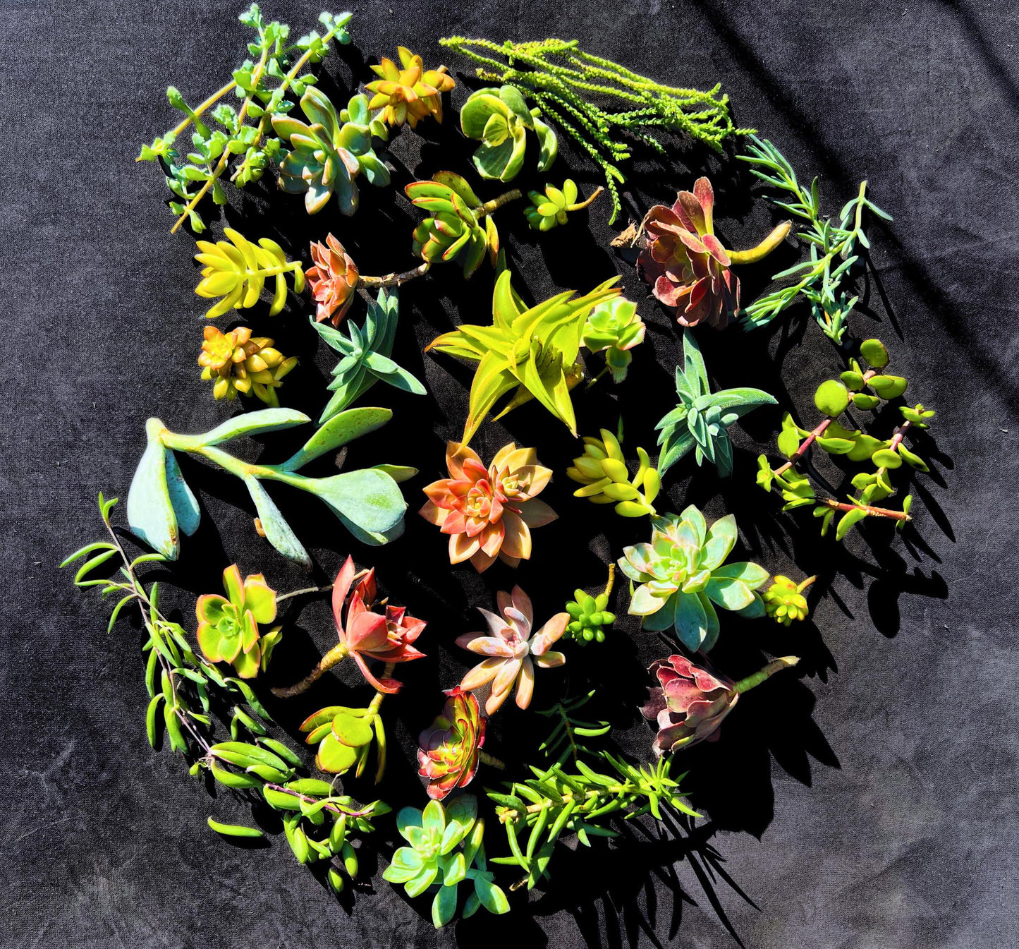 Vibrant 30 Assorted Succulent Cuttings