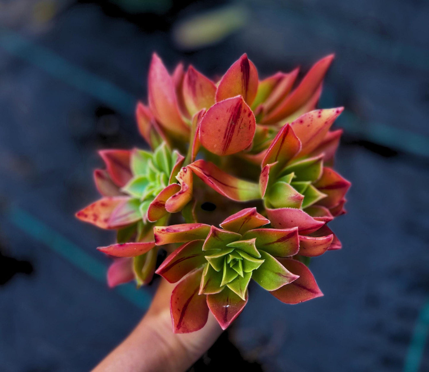 Gorgeous Aeonium Leucoblepharum Succulent