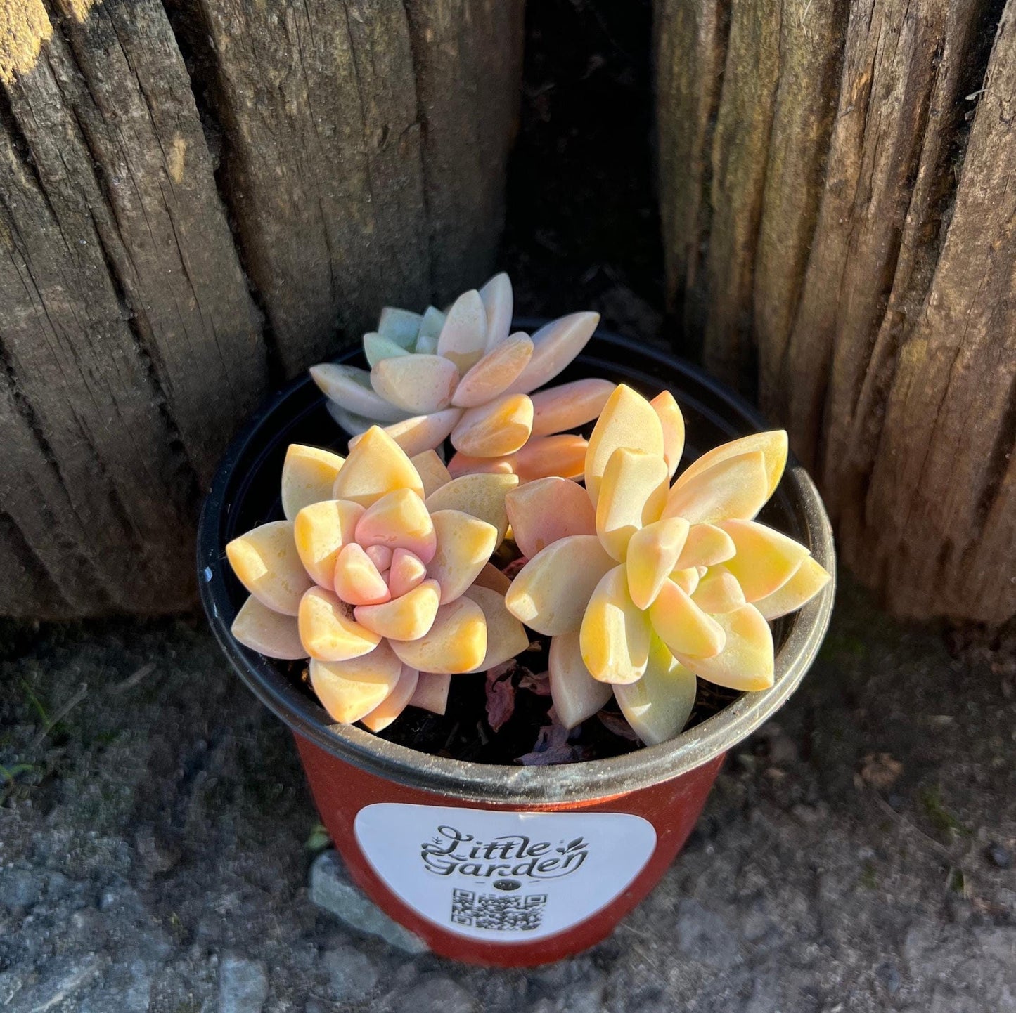 ghost flower succulent Elegant Graptopetalum 'Ghost Plant' – Little Garden SF