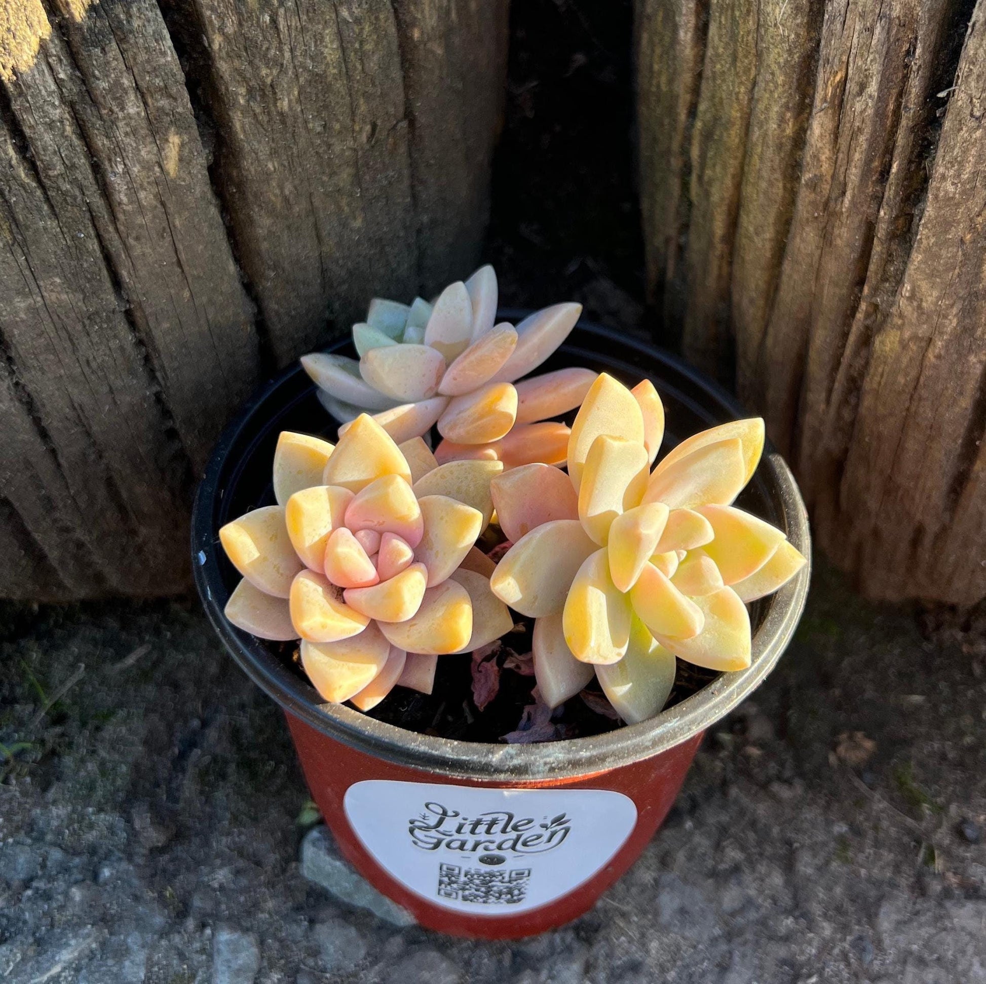 pink ghost succulent Elegant Graptopetalum 'Ghost Plant'