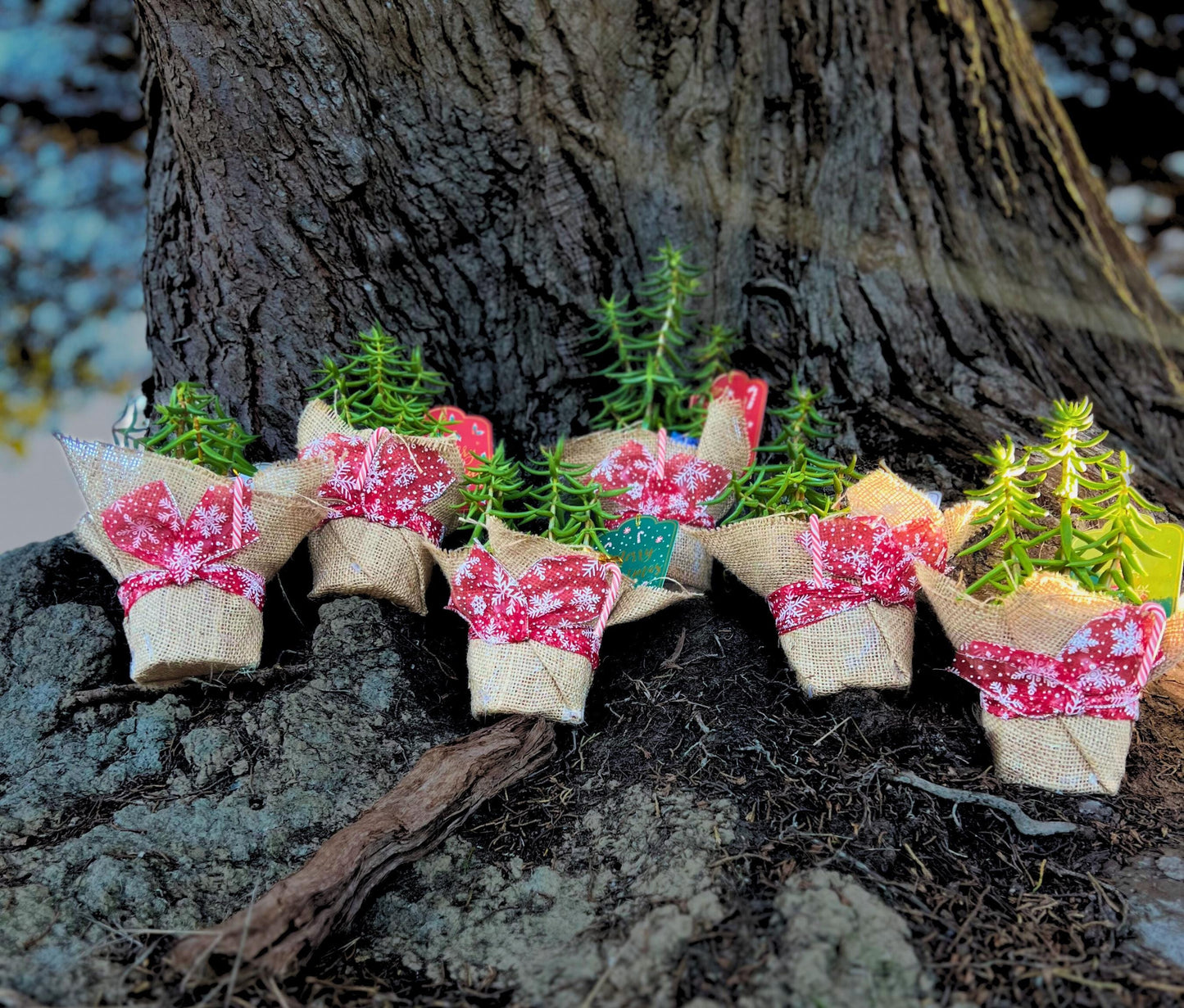 Charming Succulent Christmas Tree