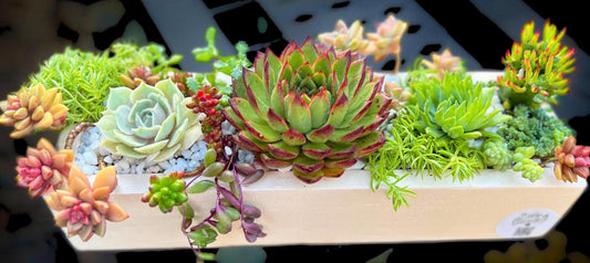 Rustic Succulent Planter 16" Beautiful Handmade Wooden Box