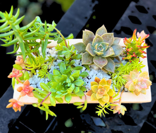Live Succulent Display in Rustic Wood Planter