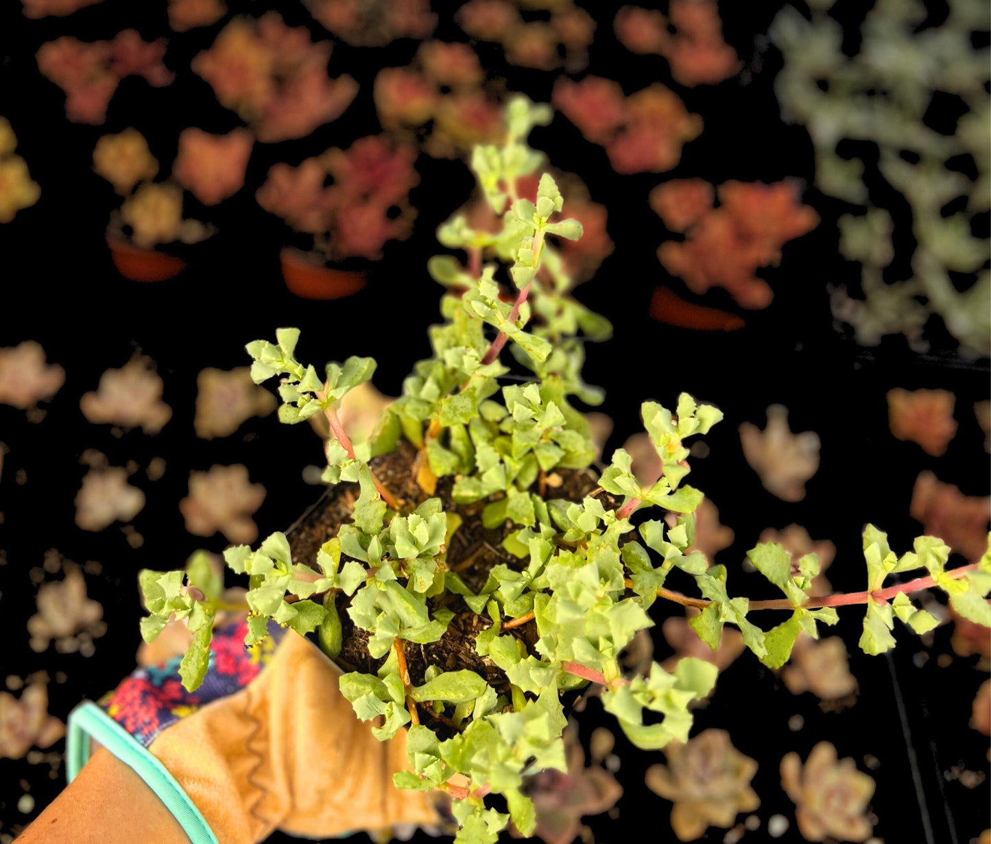 Pink Ice Plant Oscularia Deltoides (Ground Cover)