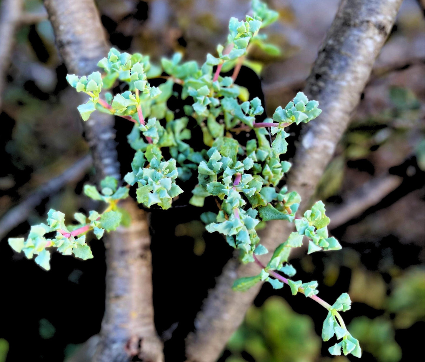Pink Ice Plant Oscularia Deltoides (Ground Cover)