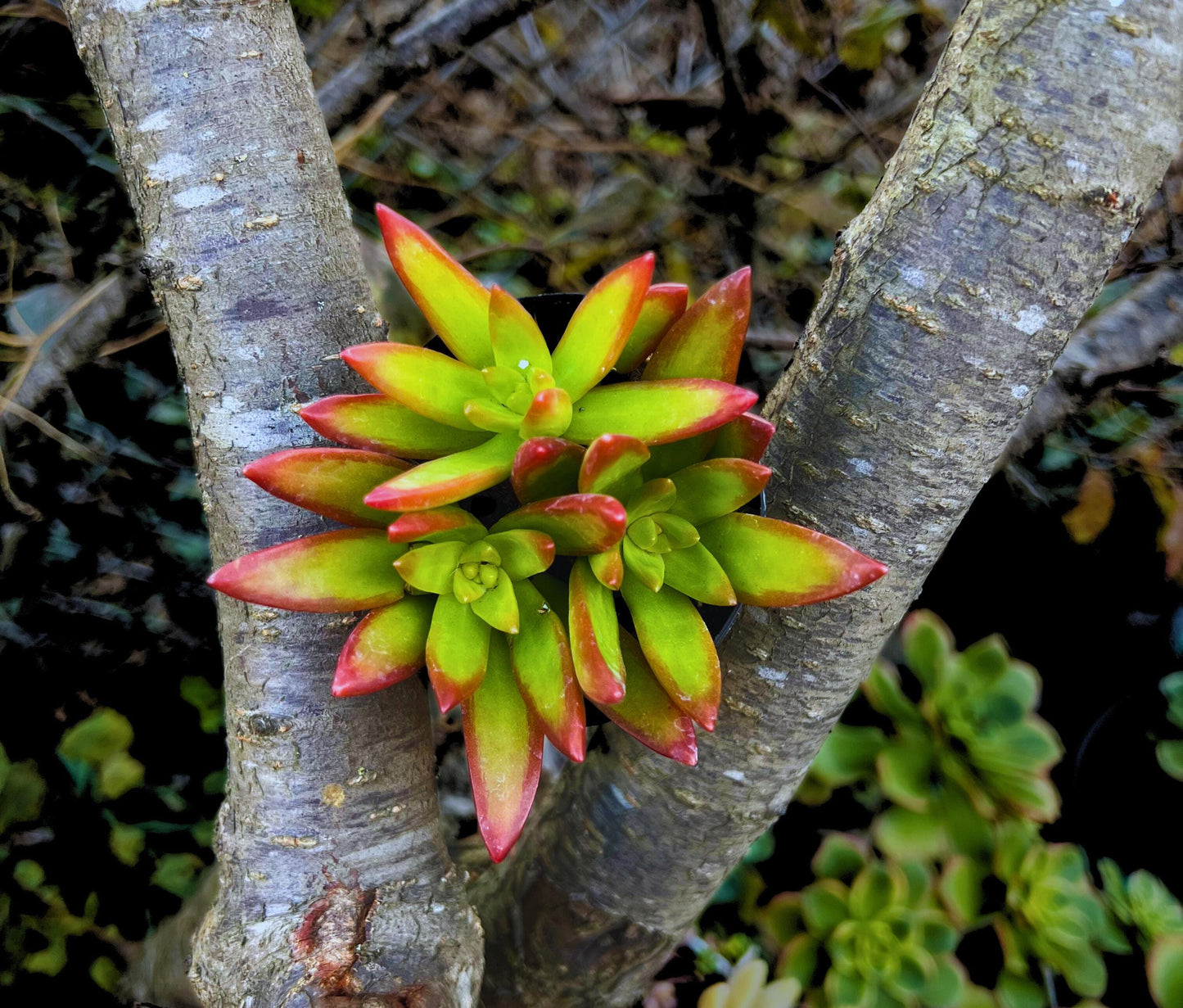 Captivating Sedum Adolphi Firestorm 2.5" Pot