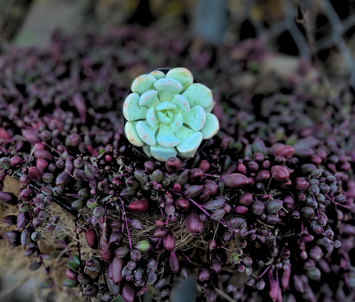 Beauty of Graptoveria (Echeveria) Moonglow 2.5" Pot