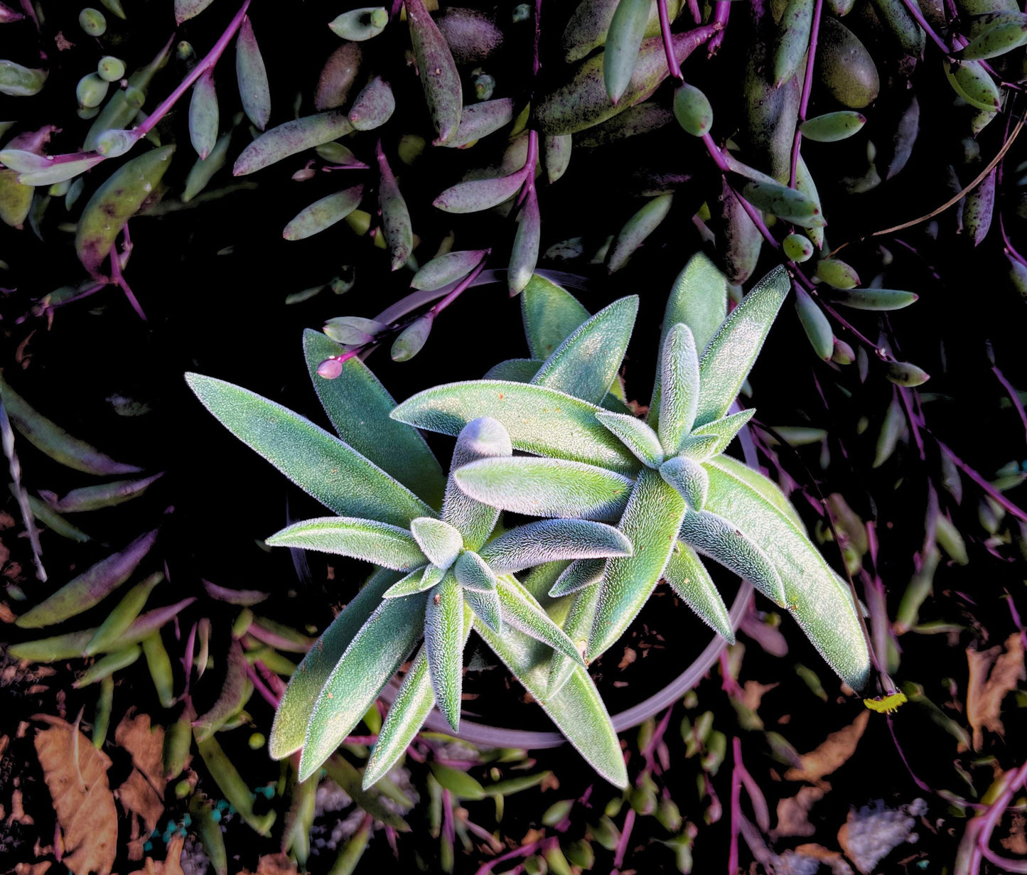 Charming Crassula Tenelli Succulent