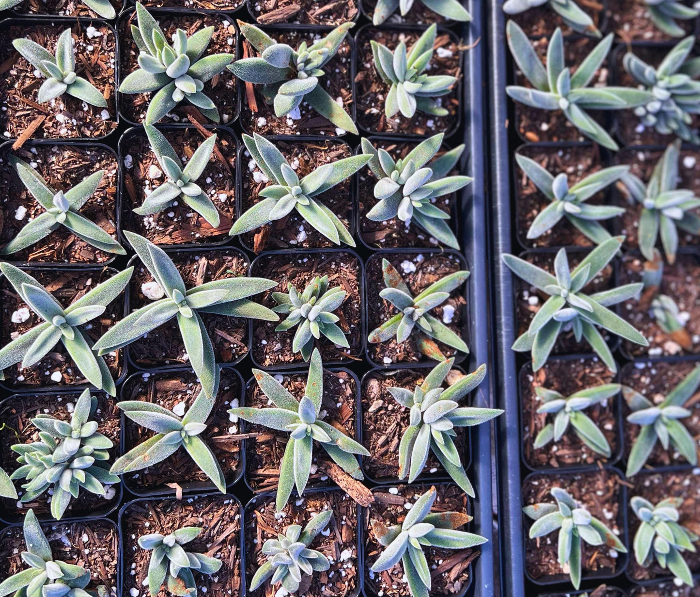 Charming Crassula Tenelli Succulent