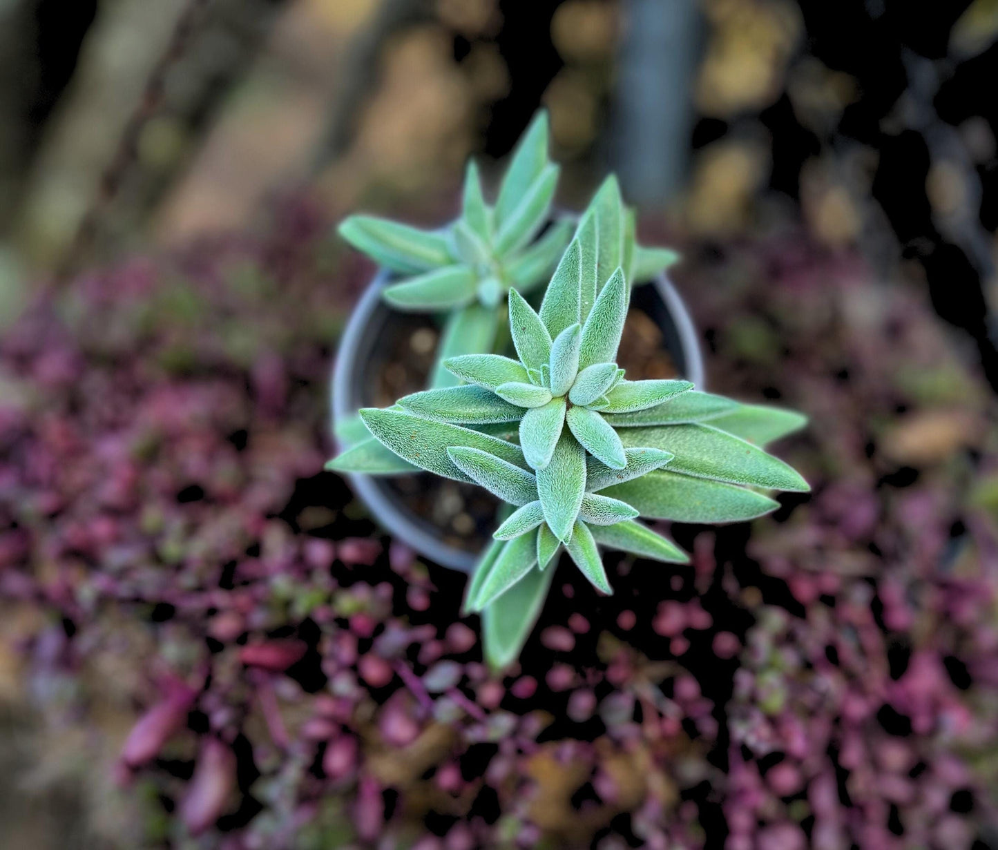 Charming Crassula Tenelli Succulent
