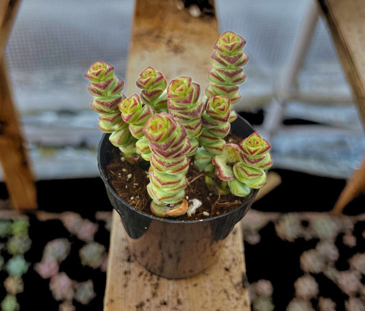 Crassula 'Baby's Necklace' Trailing Live Succulent 2.5" Pot