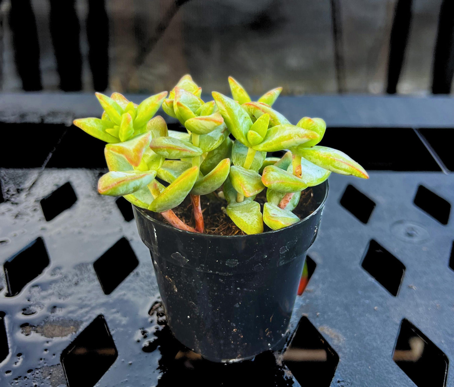 Crassula Conjuncta 'Ivory Towers' 2.5" Pot