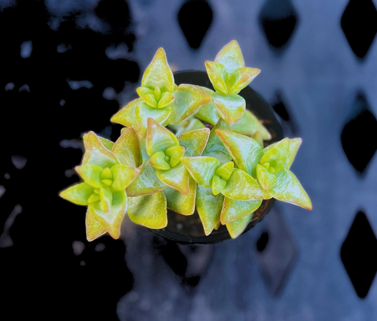Crassula Conjuncta 'Ivory Towers' 2.5" Pot