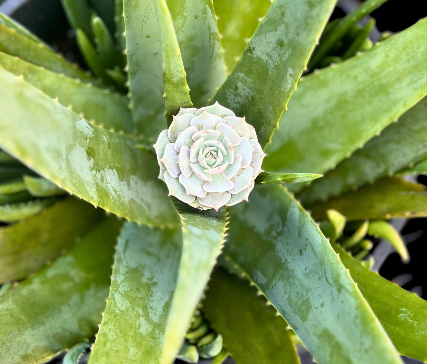 Beautiful Echeveria Lola 2.5" Pot