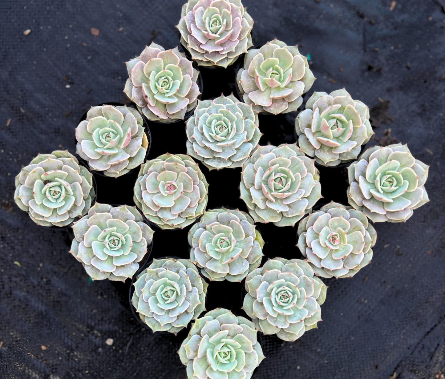 Beautiful Echeveria Lola 2.5" Pot