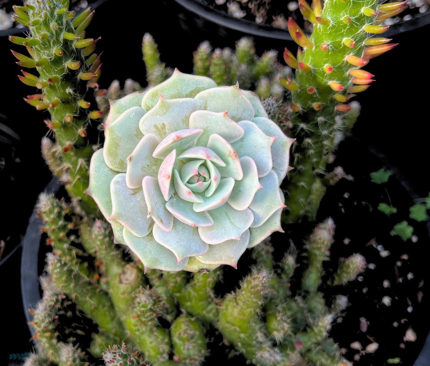 Beautiful Echeveria Lola 2.5" Pot