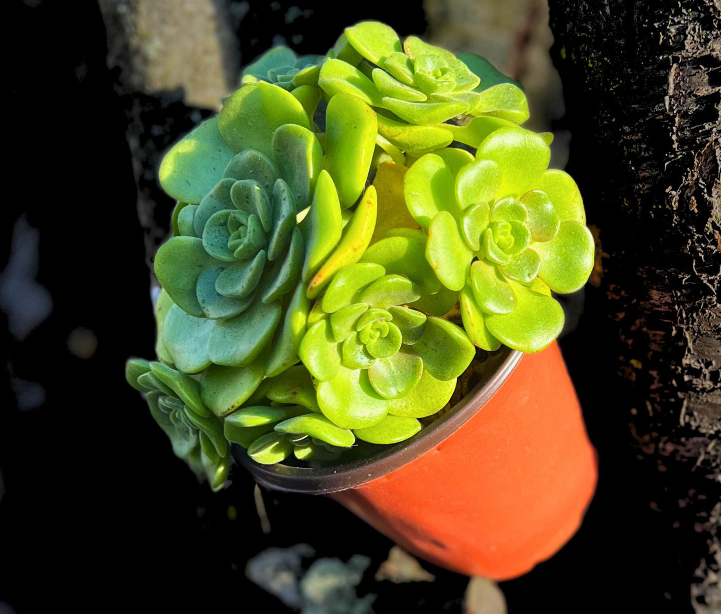 Aeonium 'Lily Pad' Rosette