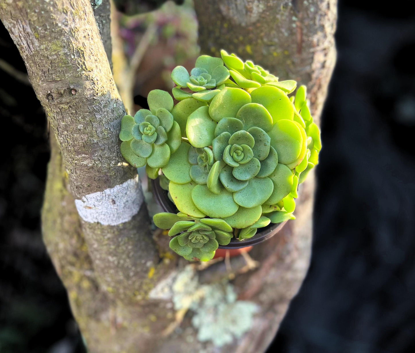 Aeonium 'Lily Pad' Rosette