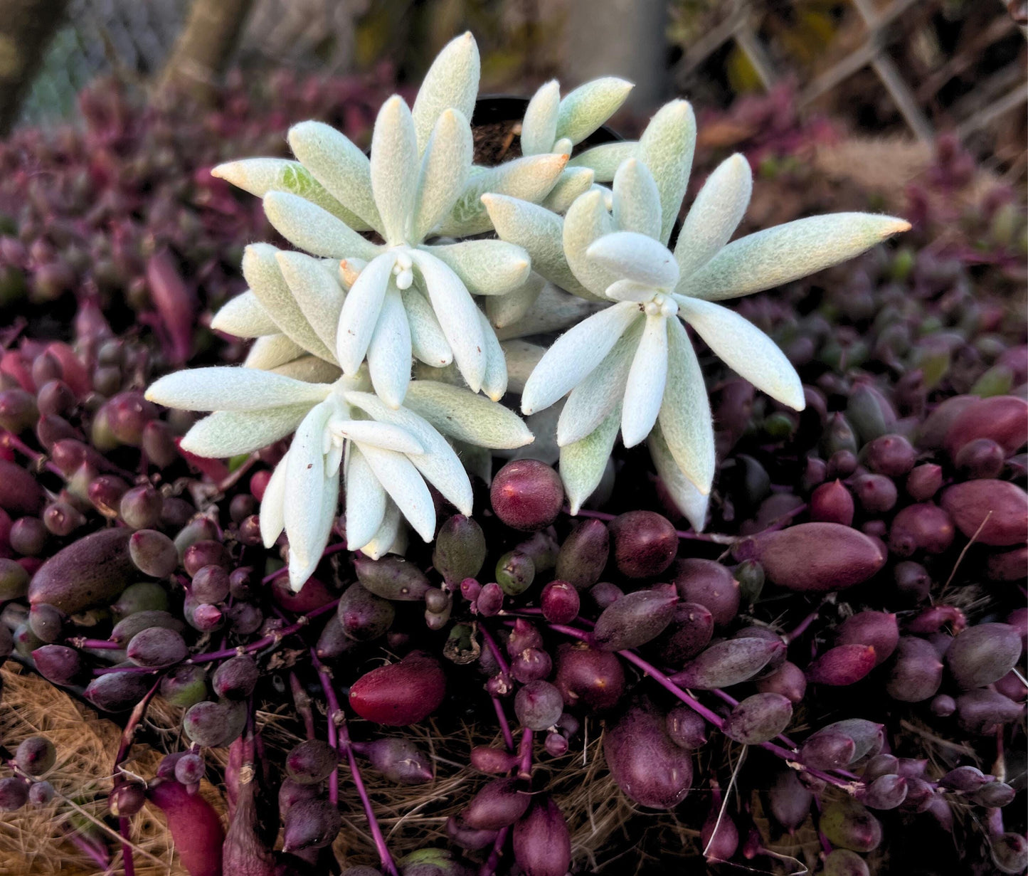 Unique Cocoon (Senecio Haworthii ) 2.5" Pot Plant