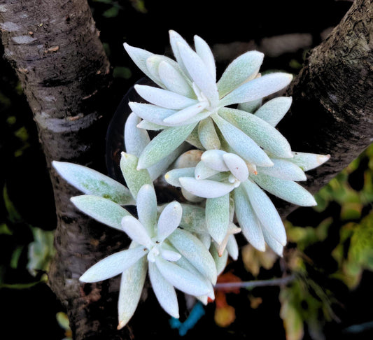 Unique Cocoon (Senecio Haworthii ) 2.5" Pot Plant