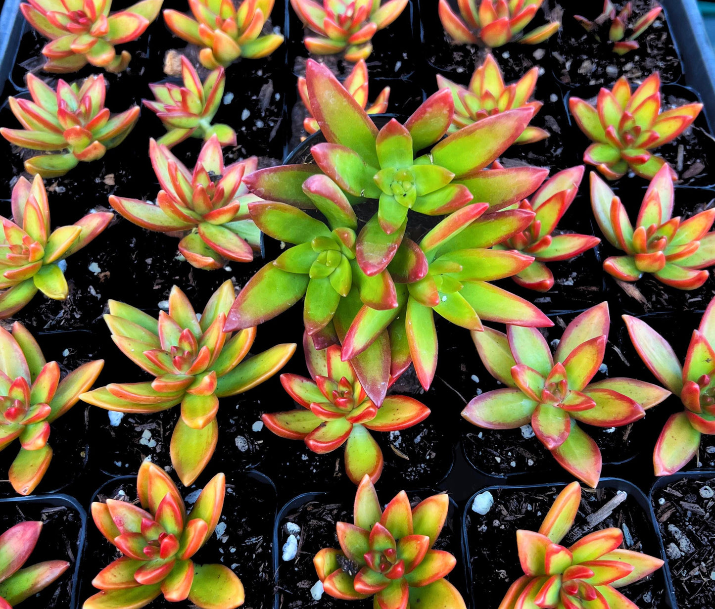Captivating Sedum Adolphi Firestorm 2.5" Pot