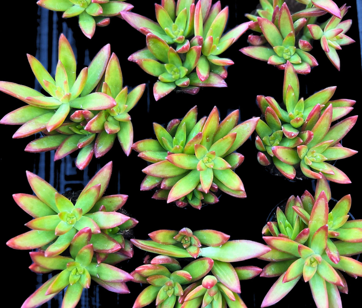 Captivating Sedum Adolphi Firestorm 2.5" Pot