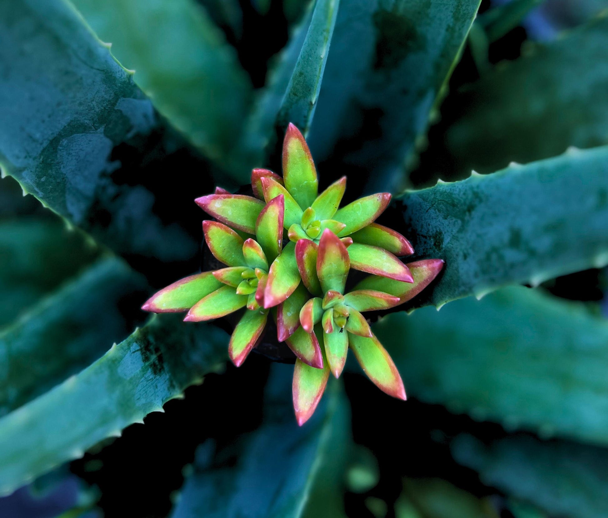 firestorm succulent care Captivating Sedum Adolphi Firestorm 2.5" Pot – Little Garden SF