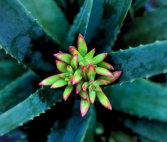 Captivating Sedum Adolphi Firestorm 2.5" Pot