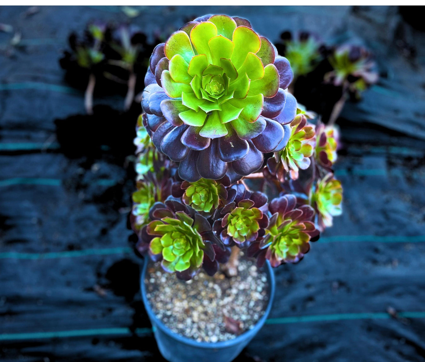 Aeonium Black Beauty